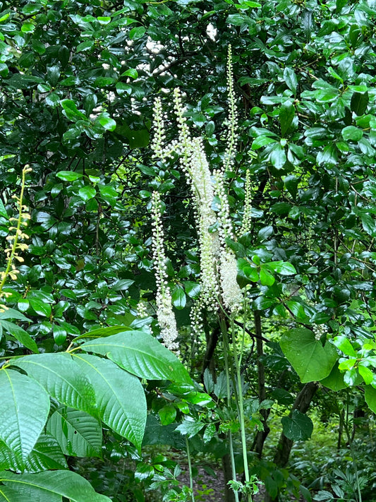 Black Cohosh   100 Seeds   Actaea racemosa
