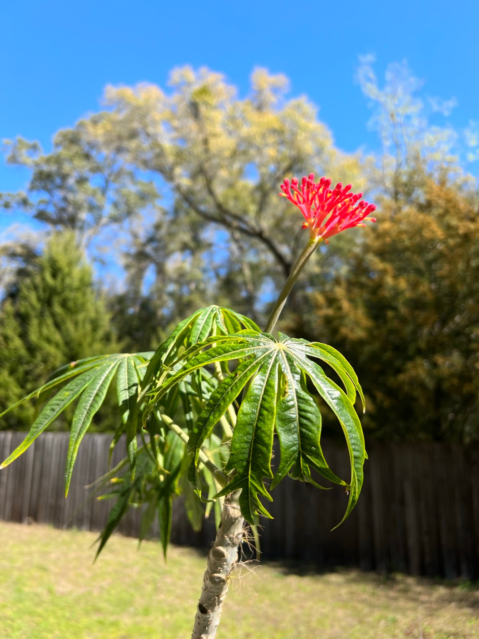 coral palm plant Coral Plant Jatropha multifida 5 Seeds – R&B Floridaseeds