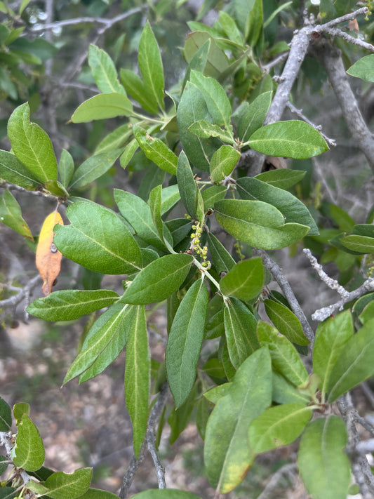 Emory Oak  10 Seeds  Quercus emoryi