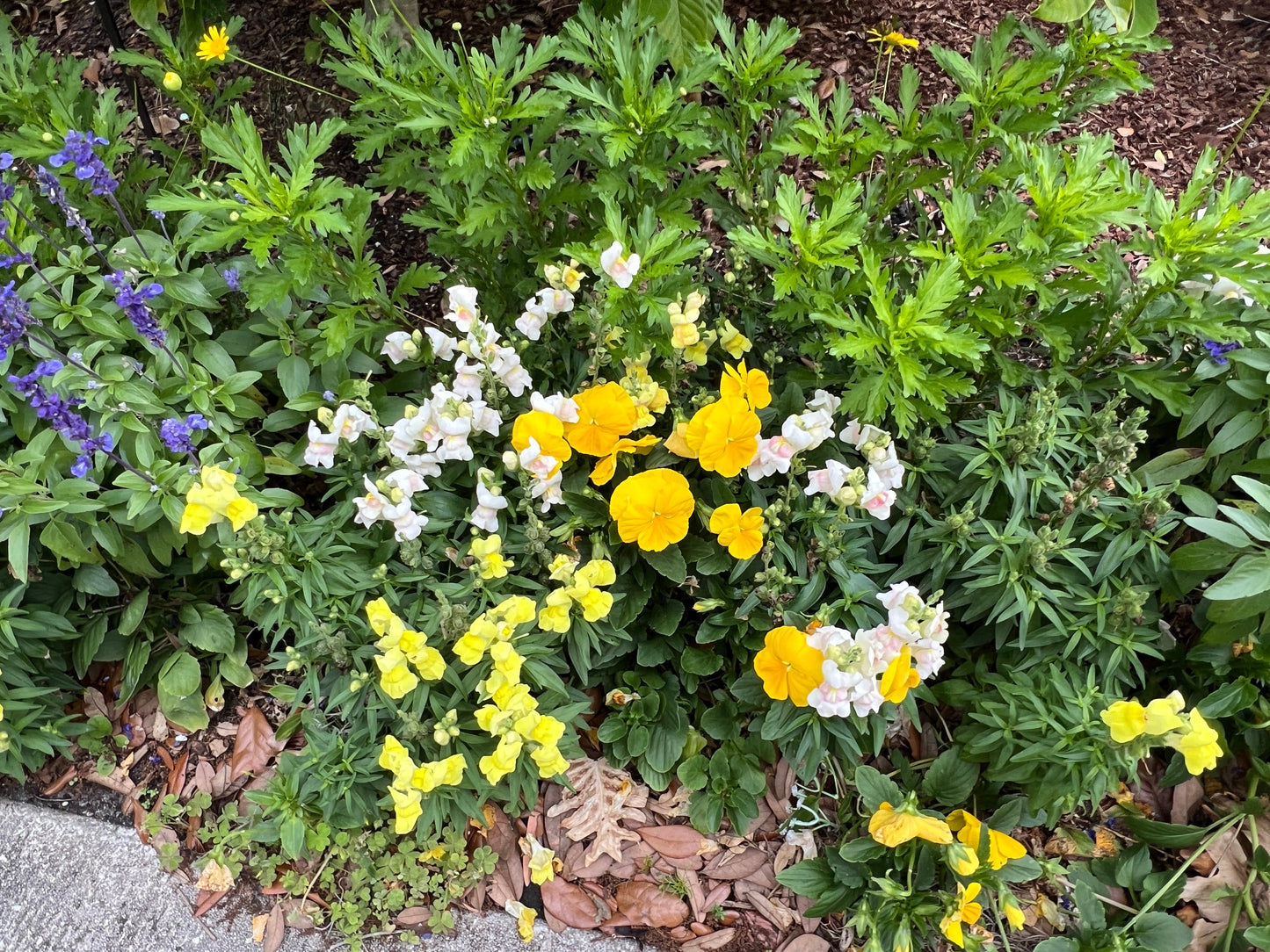 Yellow Pansy  100 Seeds  Viola wittrockiana