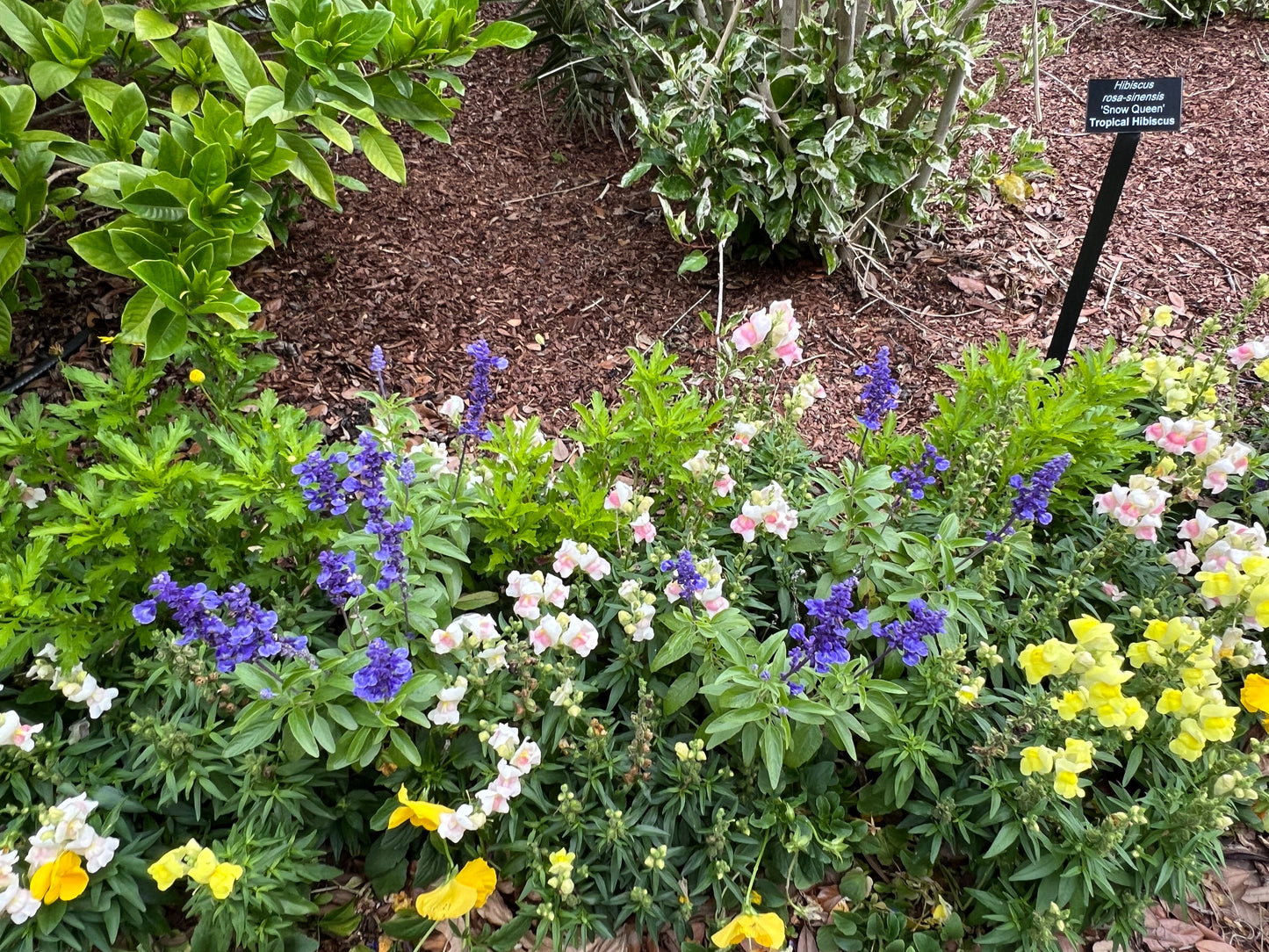 Mealy Blue Sage   100 Seeds   Salvia farinacea