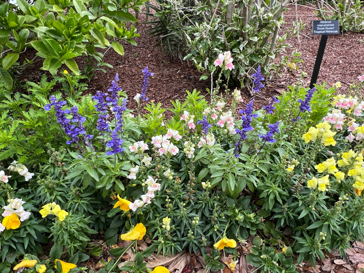 Mealy Blue Sage   100 Seeds   Salvia farinacea