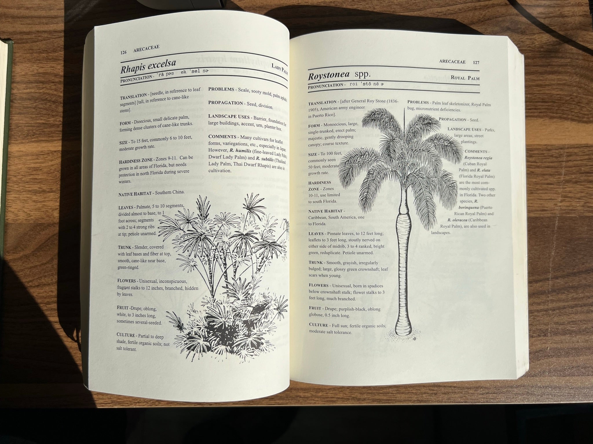 Queensland Bottle Tree Brachychiton rupetris 10 Seeds – R&B Floridaseeds