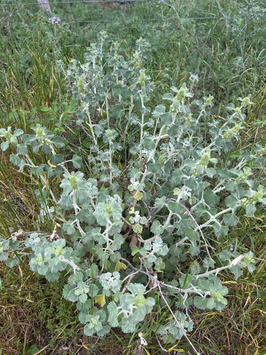 White Horehound  Marrubium vulgare  100 Seeds  USA Company