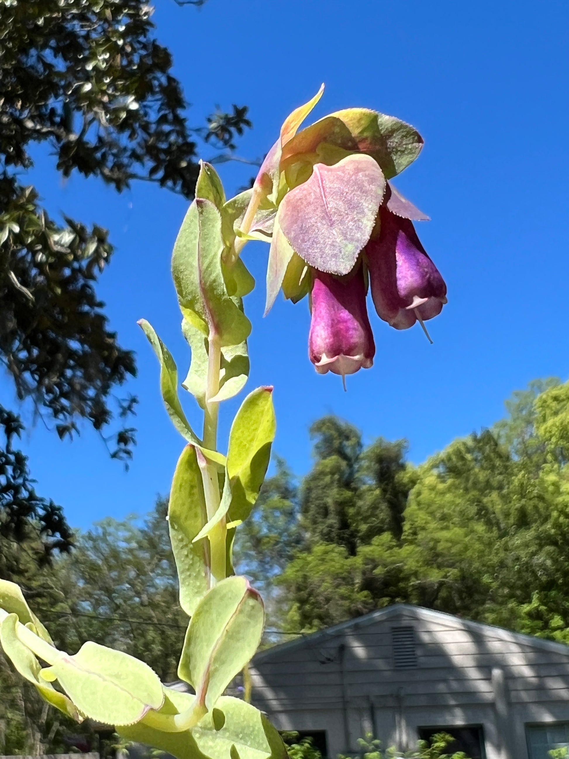 shrimp plant seeds Blue Shrimp Plant Cerinthe major 20 Seeds – R&B Floridaseeds