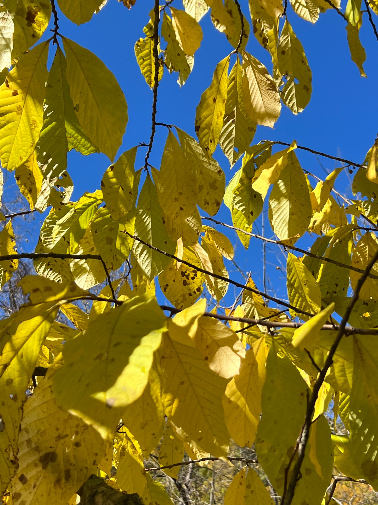 Pawpaw Tree Asimina triloba 10 Seeds