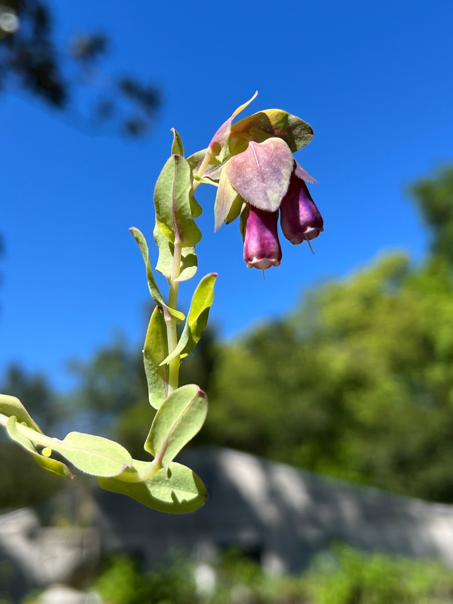 Blue Shrimp Plant Cerinthe major 20 Seeds