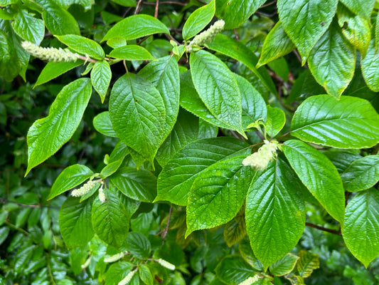 Mountain Sweet Pepperbush  100 Seeds  Clethra acuminata