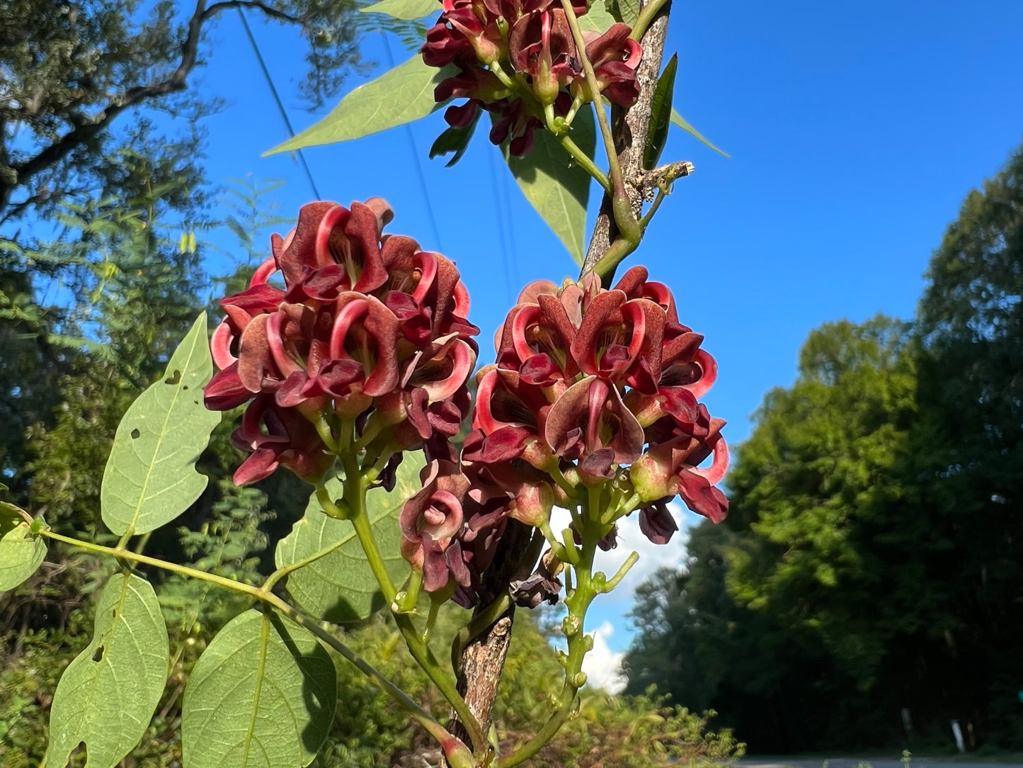 American Groundnut Apios americana 20 Seeds  USA Company