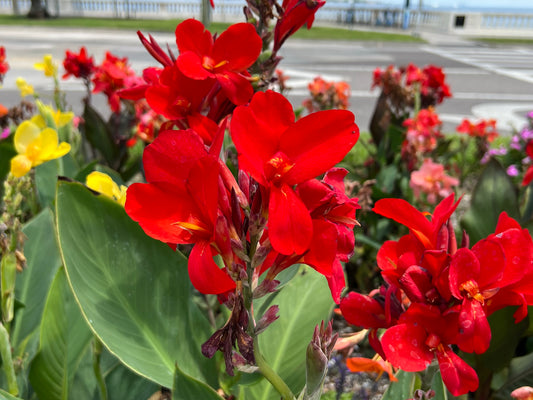 Dwarf Canna  10 Seeds  Canna generalis
