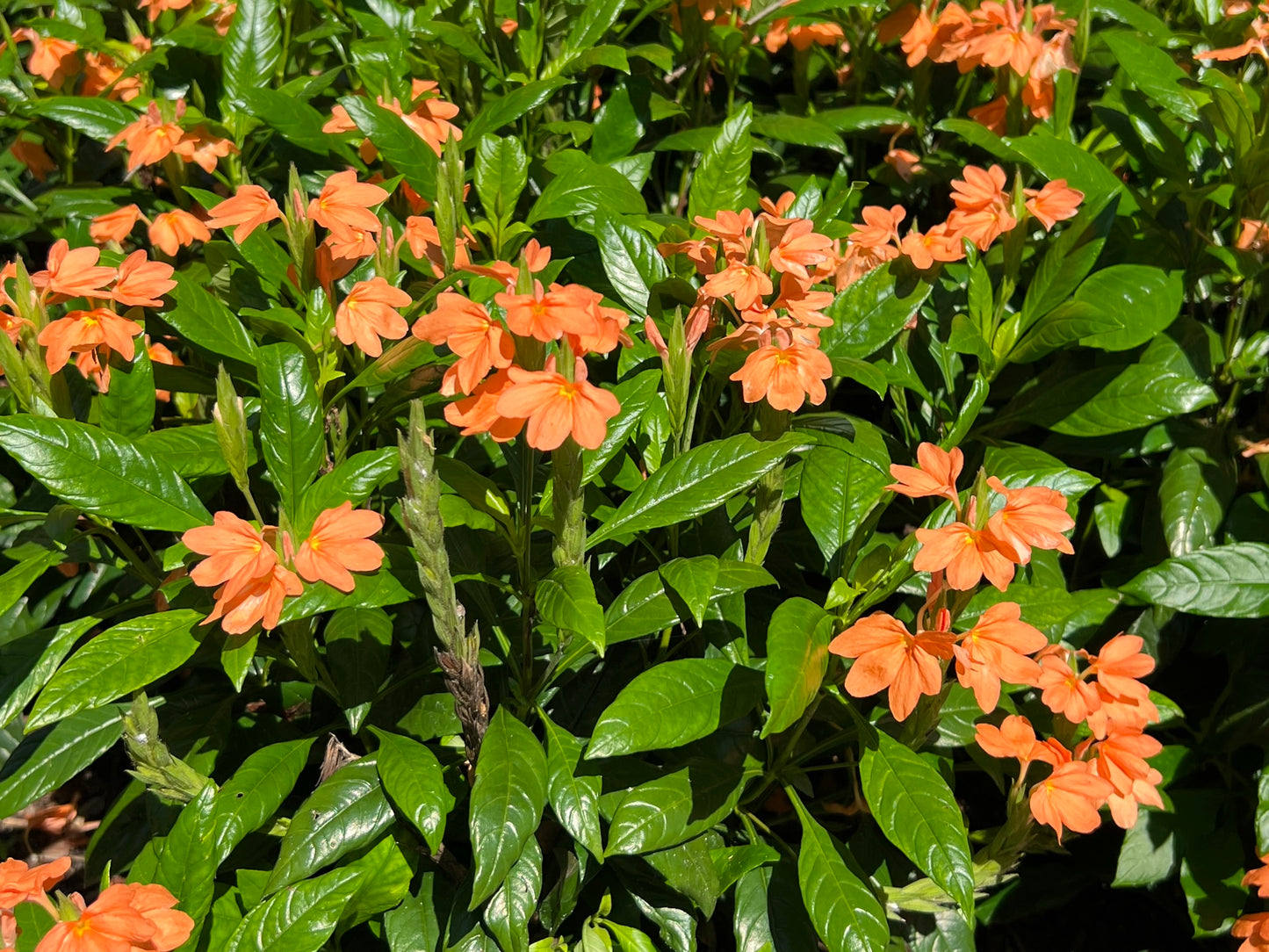 Firecracker Flower Crossandra infundibuliformis 20 Seeds  USA Company