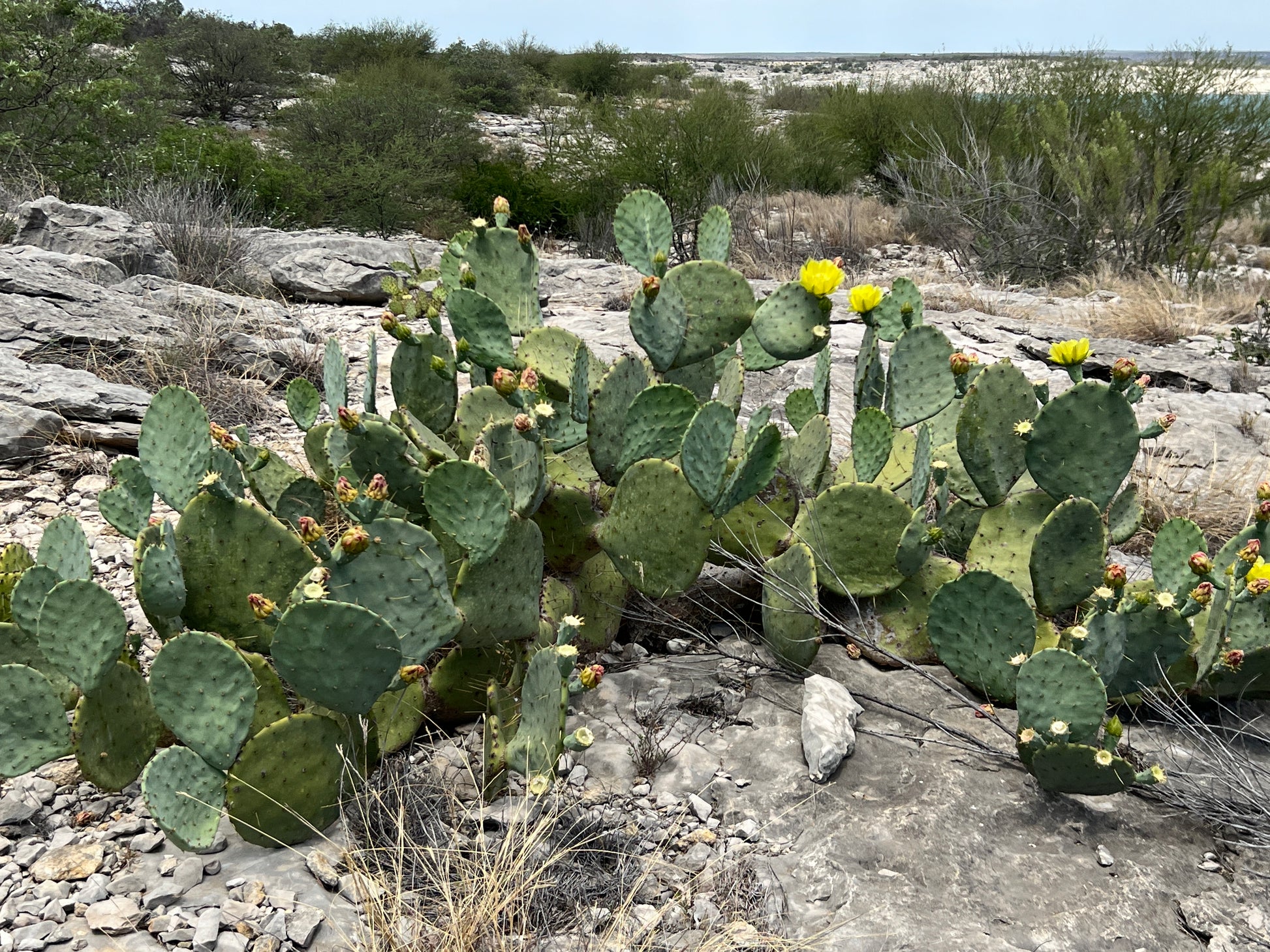 prickly pear texas cactus Texas Prickly Pear 25 Seeds Opuntia engelmannii – R&B Floridaseeds