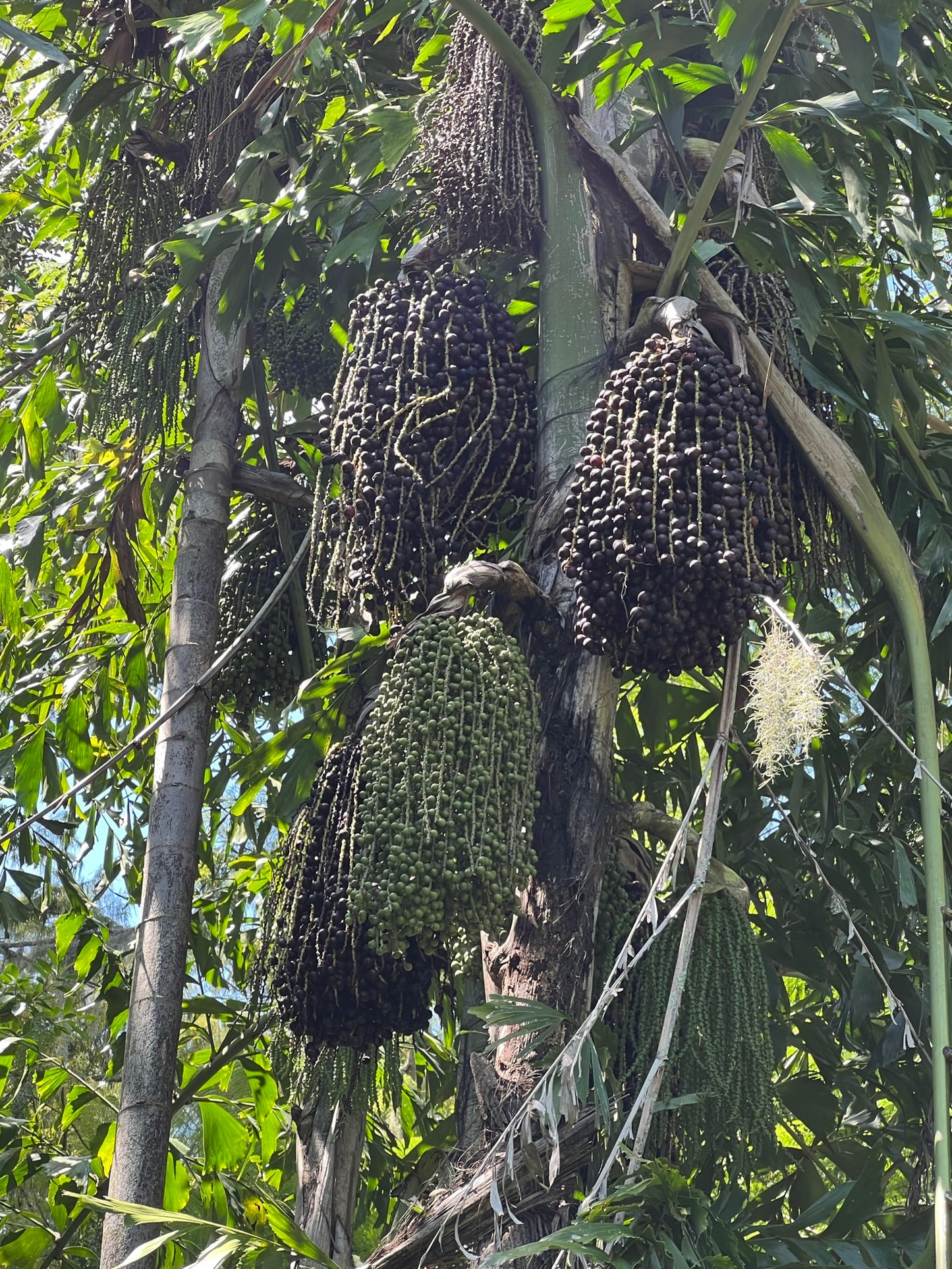 Fishtail Palm  5 Seeds  Caryota urens
