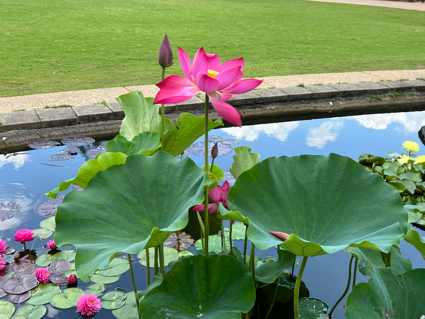 Sacred Lotus Nelumbo nucifera 10 Seeds