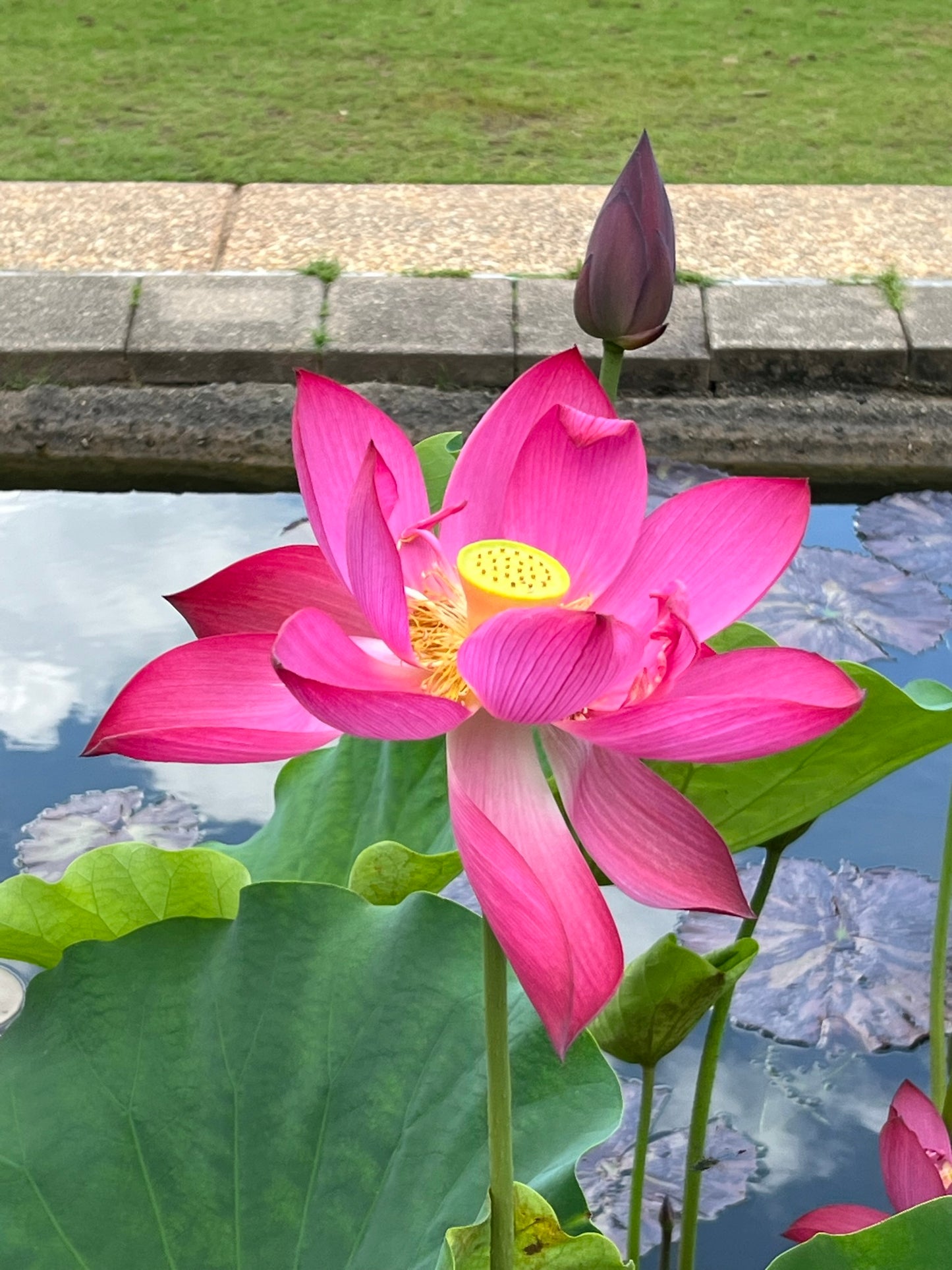Sacred Lotus Nelumbo nucifera 10 Seeds