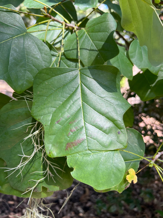 Southern Tulip Tree Liriodendron tulipifera 20 Seeds  USA Company