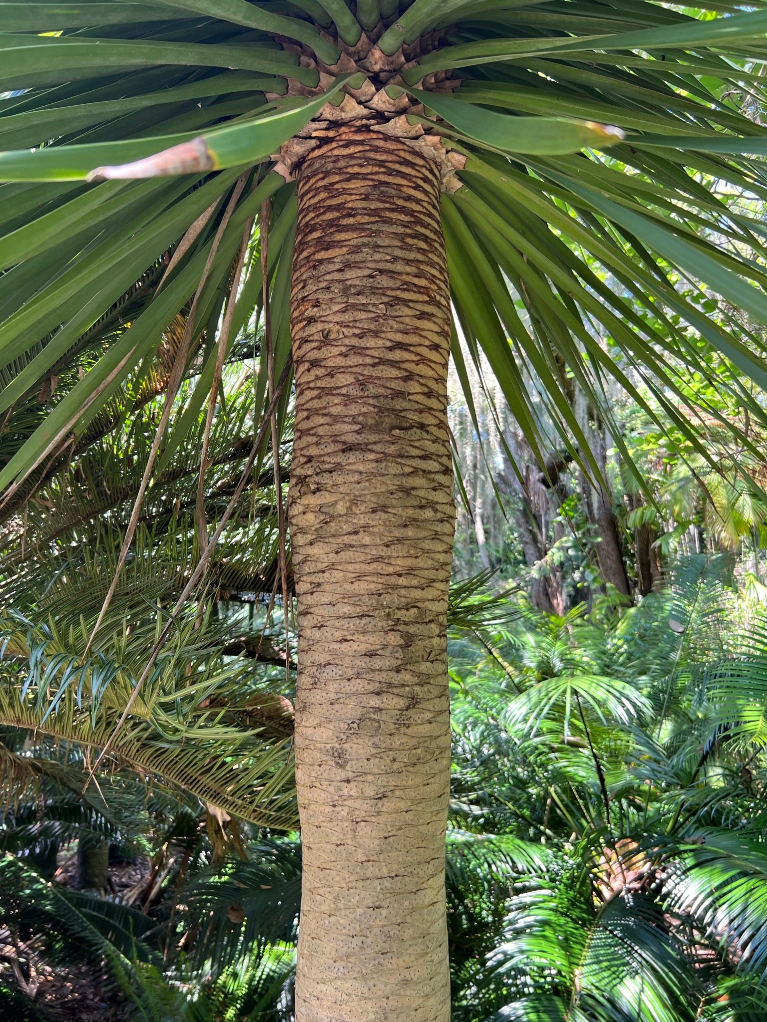 dracaena cambodiana tree Dragon Tree Dracaena draco 20 Seeds – R&B Floridaseeds