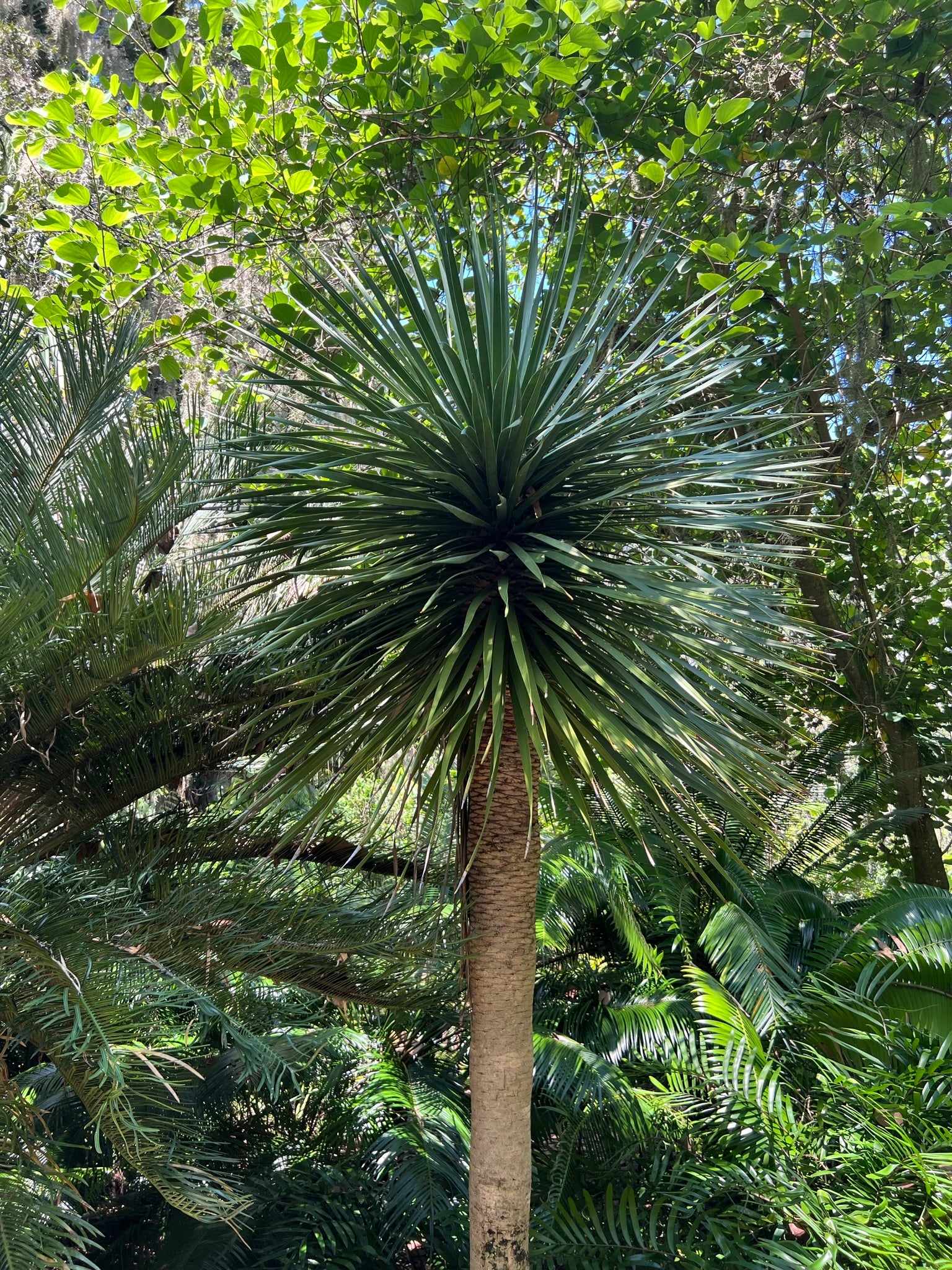 Dragon Tree Dracaena draco 20 Seeds – R&B Floridaseeds