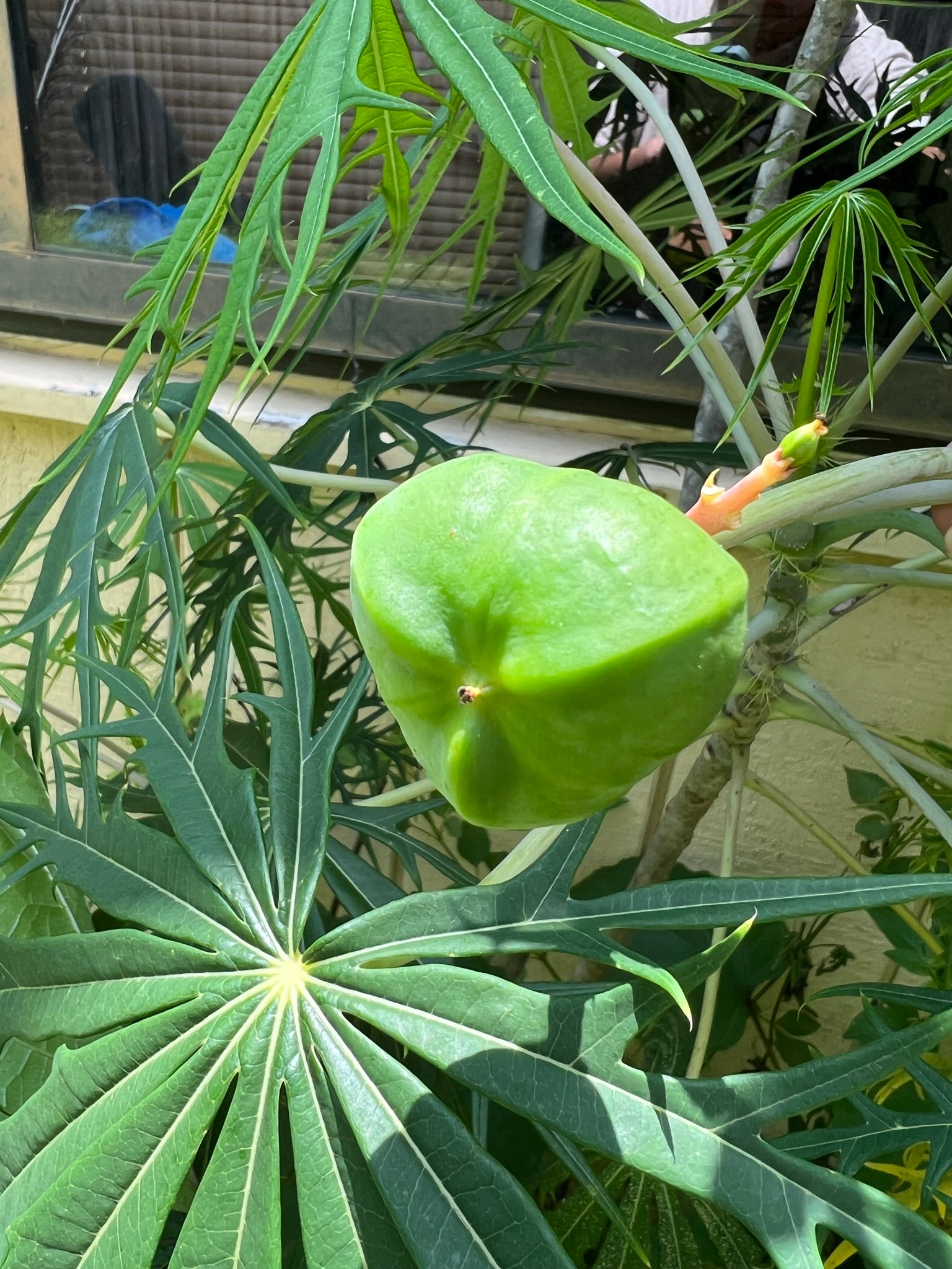 coral plant seed pods Coral Plant Jatropha multifida 5 Seeds – R&B Floridaseeds