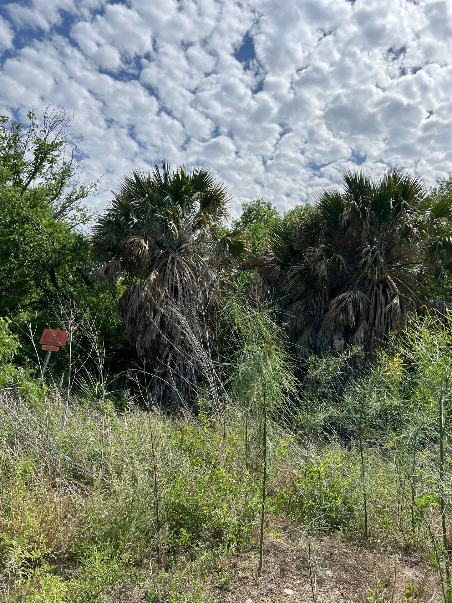 Texas Palmetto  1 Oz Seeds  Mexican Palmetto  Sabal mexicana