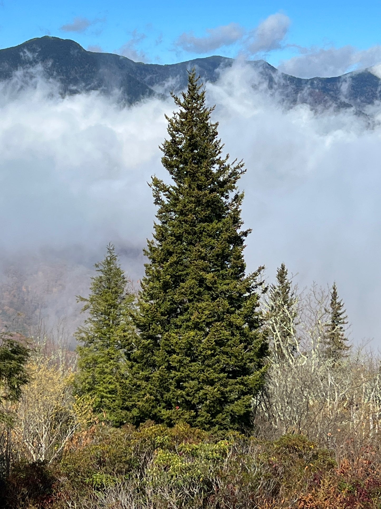 Red Spruce   10 Seeds   Picea rubens