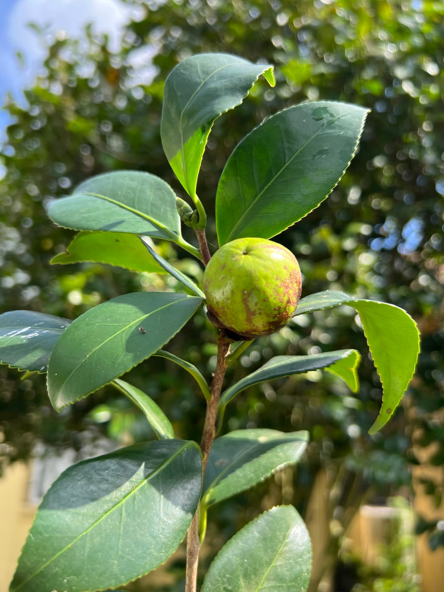 Japanese Camellia 5 Seeds Camelia japonica  USA Company