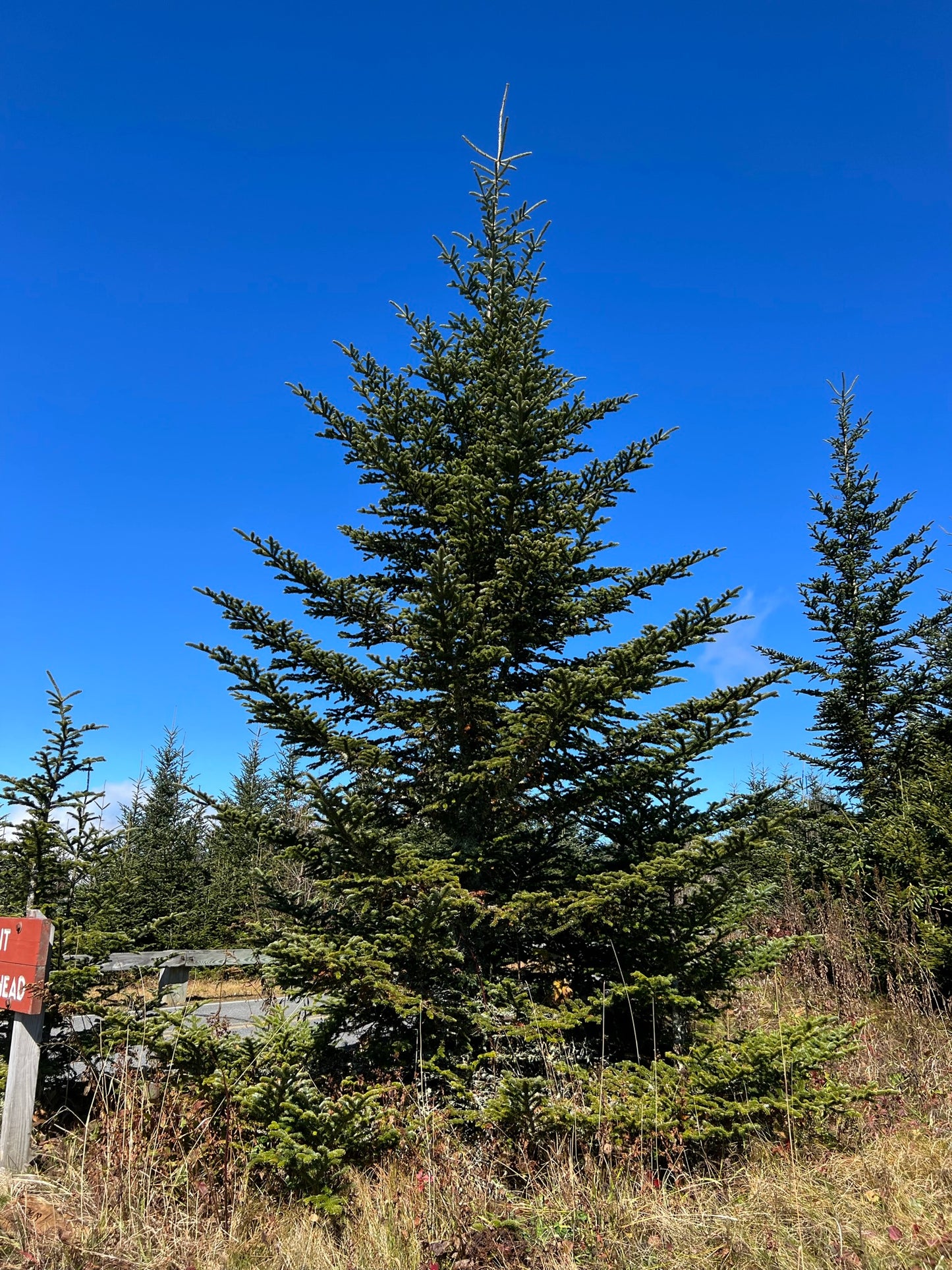 Red Spruce   10 Seeds   Picea rubens