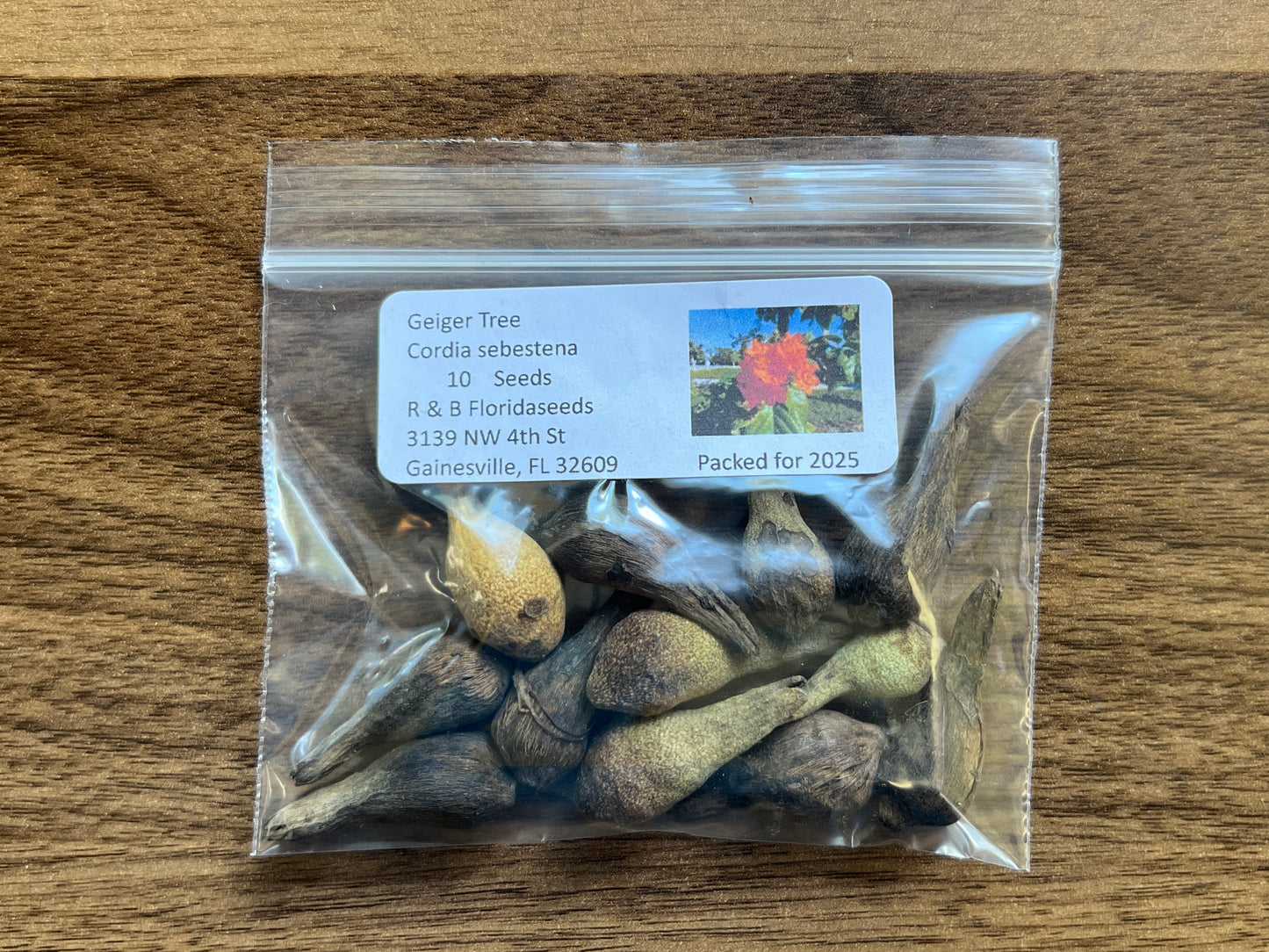 Geiger Tree  10 Seeds  Cordia sebestena