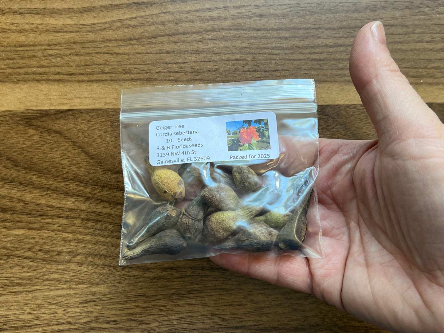 Geiger Tree  10 Seeds  Cordia sebestena