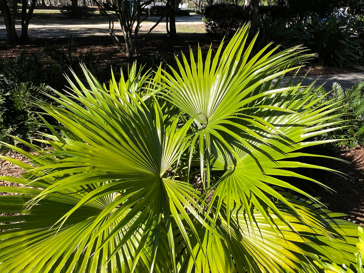 Chinese Fan Palm   10 Seeds   Livistona chinensis
