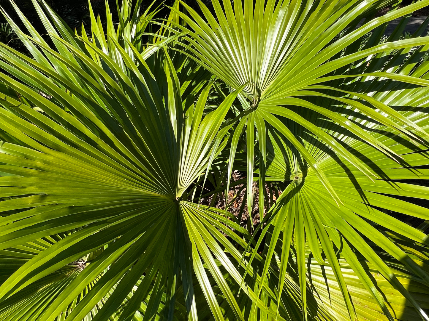 Chinese Fan Palm   10 Seeds   Livistona chinensis