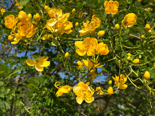 Christmas Senna  20 Seeds  Senna pendula