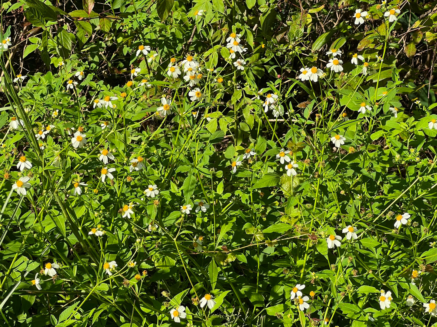 Spanish Needles  100 Seeds  Bidens pilosa