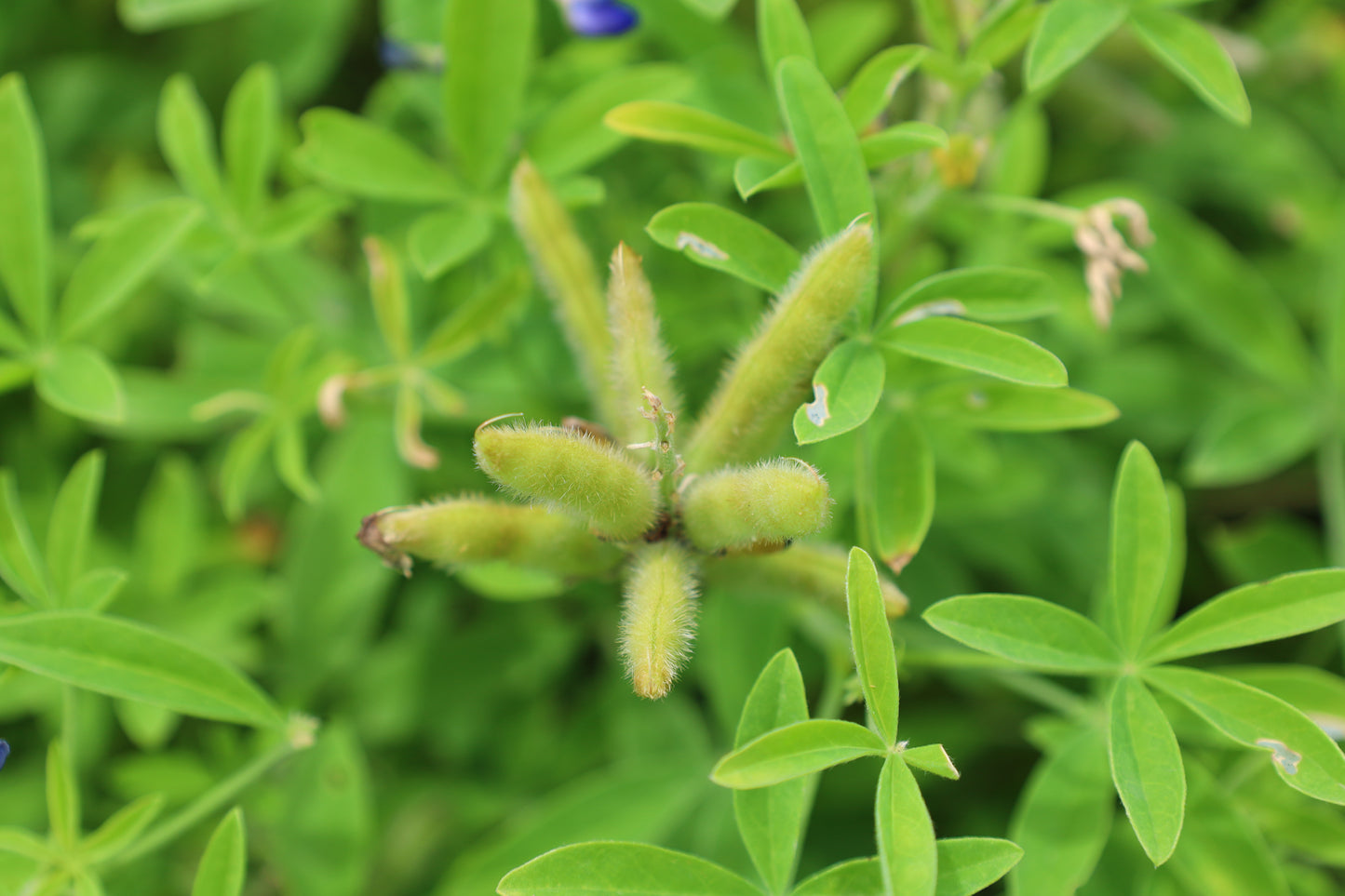 Texas Bluebonnet Lupinus texensis 100 Seeds