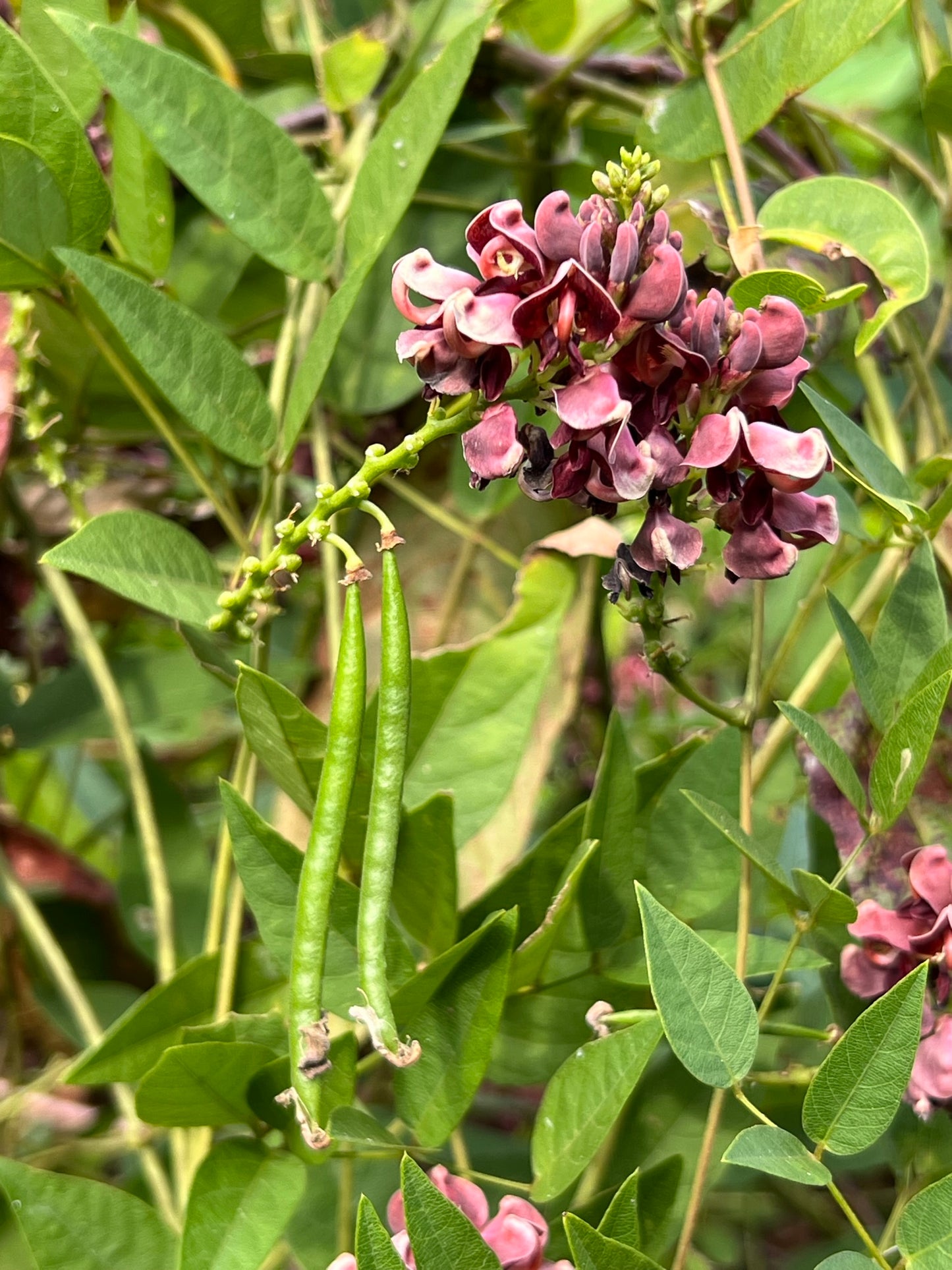 American Groundnut Apios americana 20 Seeds  USA Company