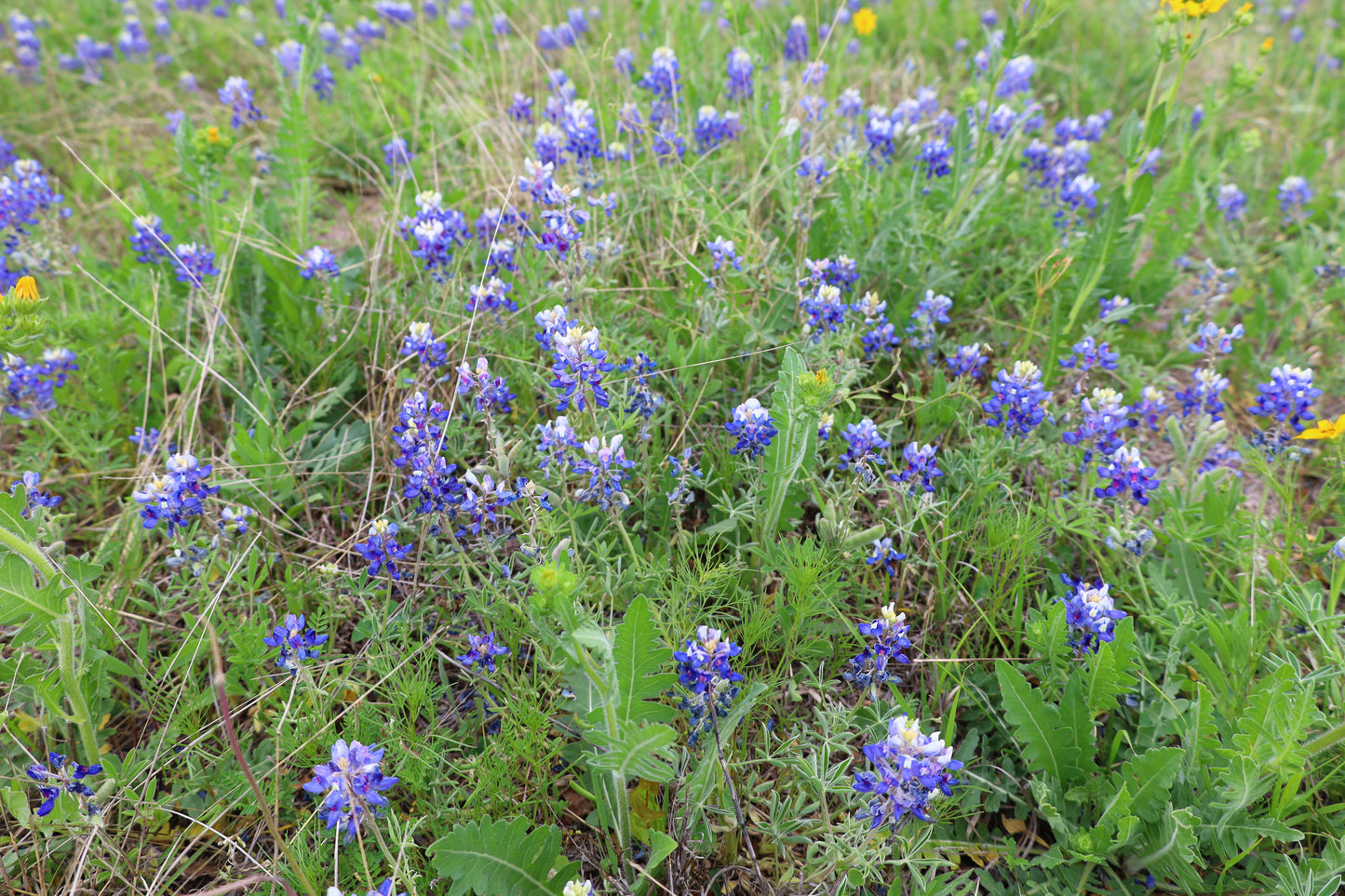Texas Bluebonnet Lupinus texensis 100 Seeds