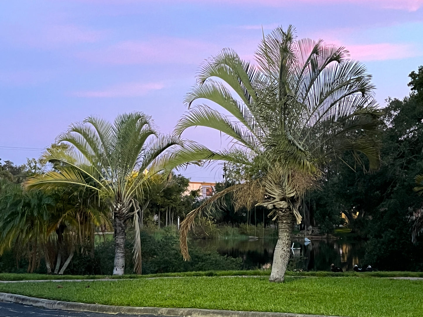 Triangle Palm Neodypsis decaryi 10 Seeds