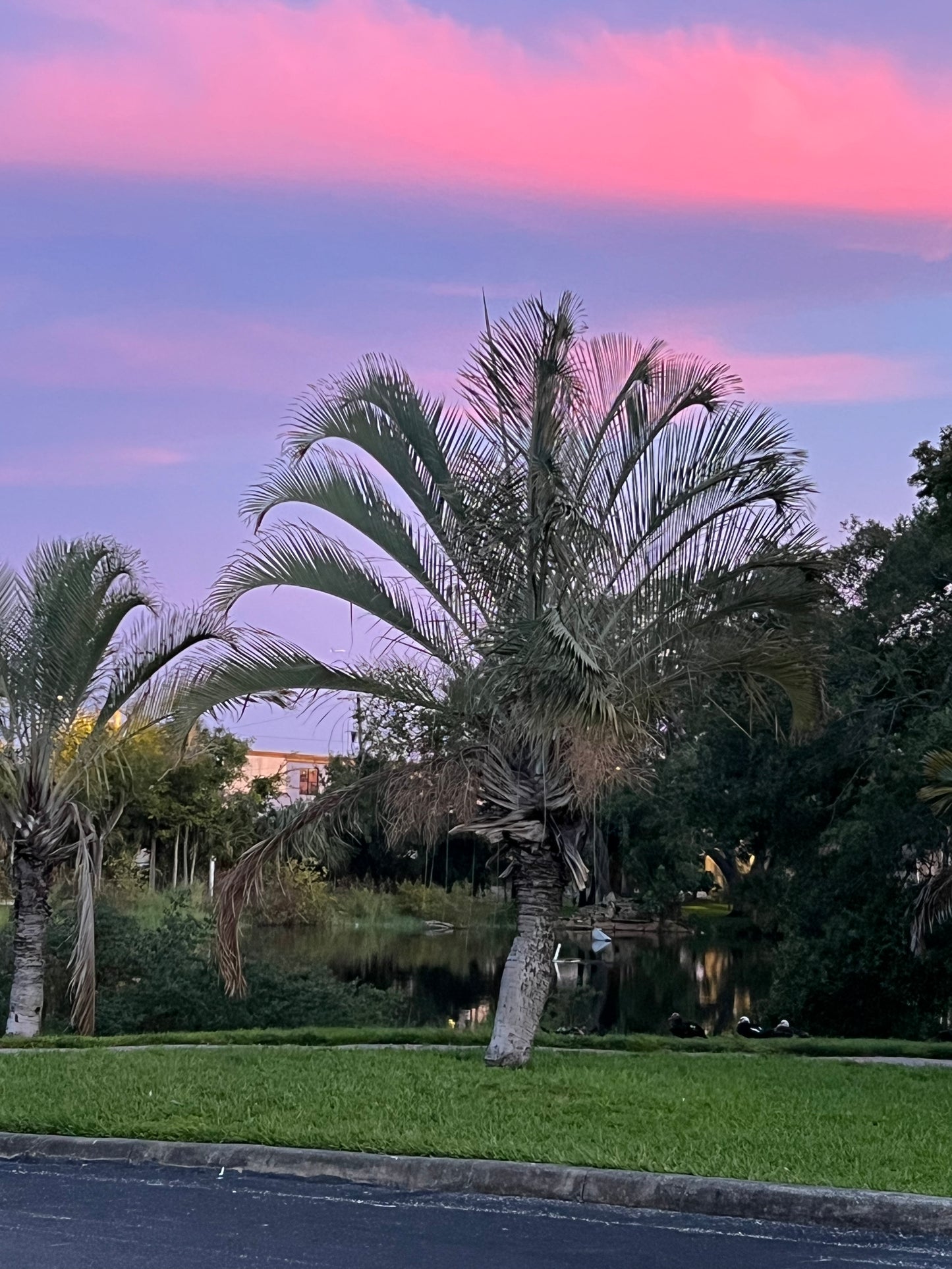Triangle Palm Neodypsis decaryi 10 Seeds