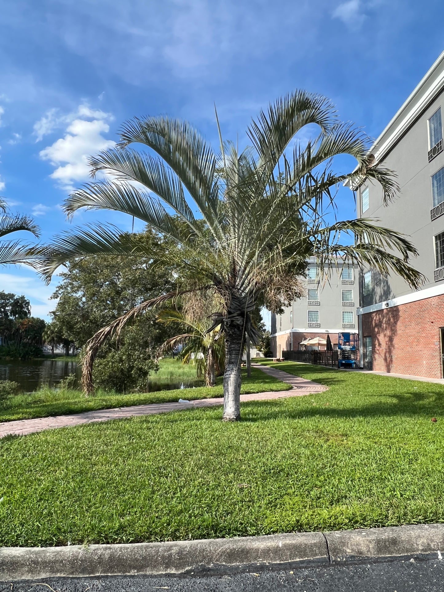 Triangle Palm Neodypsis decaryi 10 Seeds