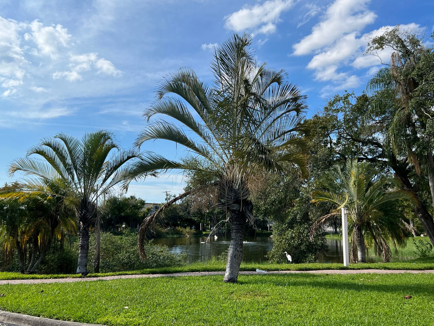 Triangle Palm Neodypsis decaryi 10 Seeds
