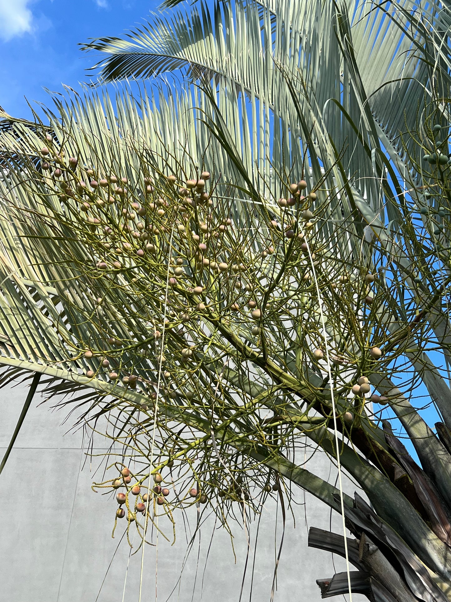 Triangle Palm Neodypsis decaryi 10 Seeds