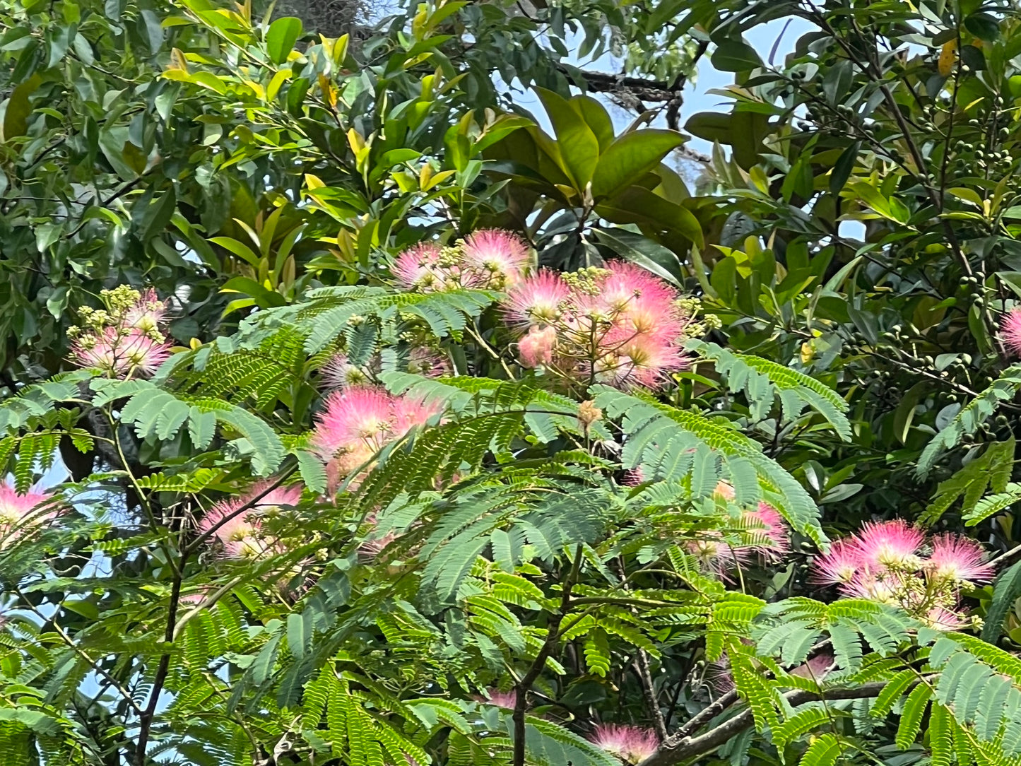 Silk Tree Mimosa Albizia julibrissin 100 Seeds  USA Company