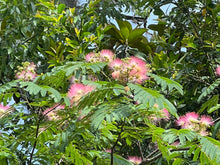 Load image into Gallery viewer, Silk Tree Mimosa Albizia julibrissin 20 Seeds