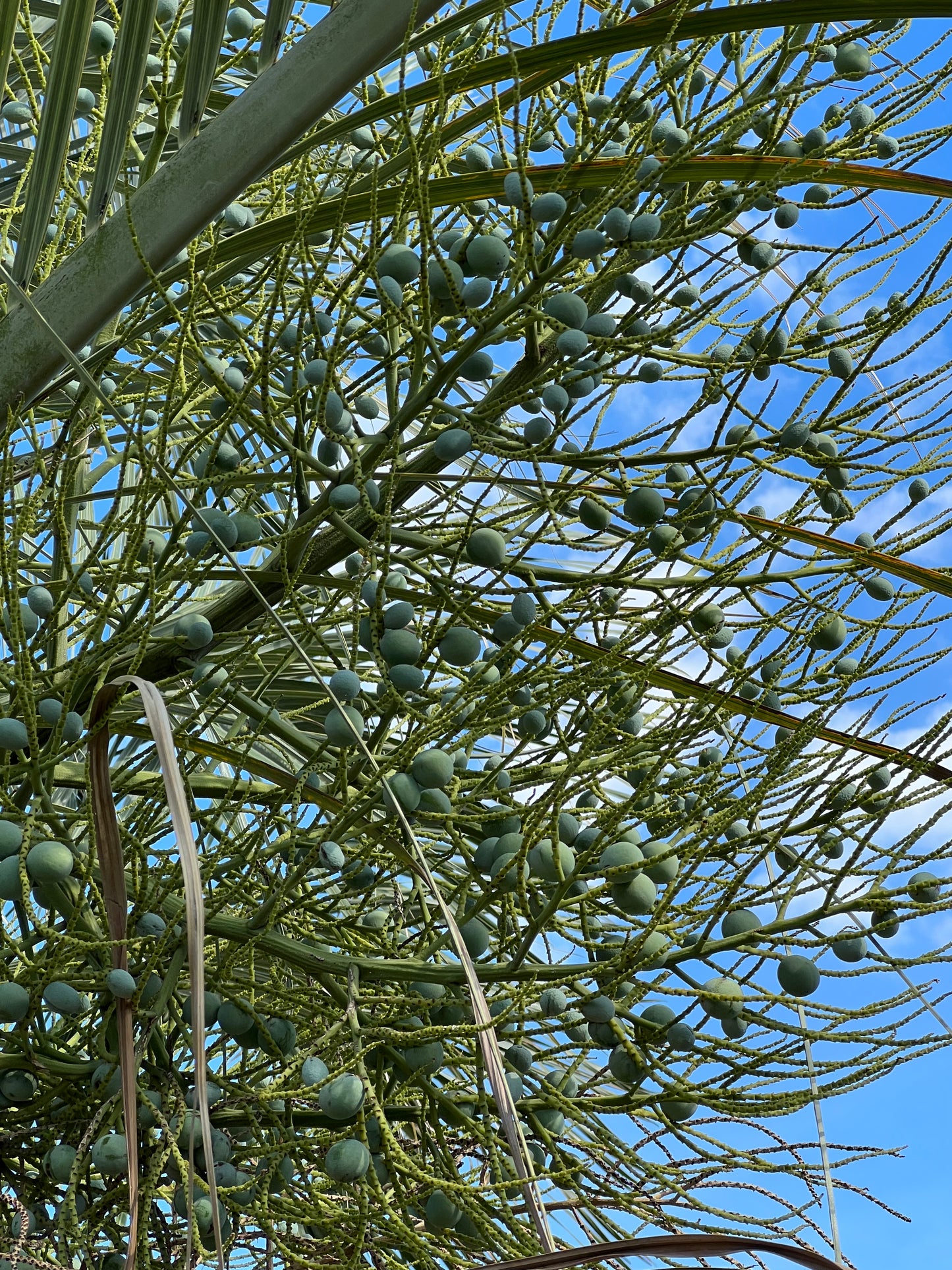 Triangle Palm Neodypsis decaryi 10 Seeds