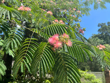 Load image into Gallery viewer, Silk Tree Mimosa Albizia julibrissin 20 Seeds