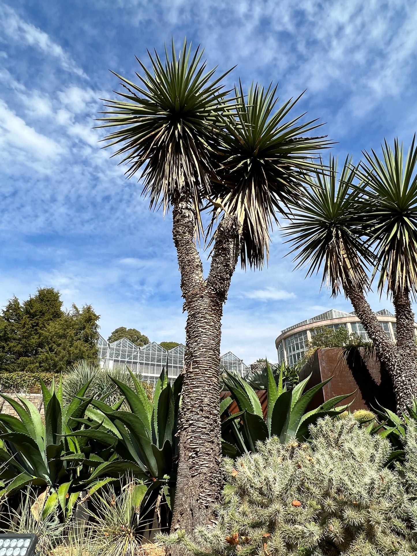 Spanish Dagger  5 Seeds  Yucca treculeana