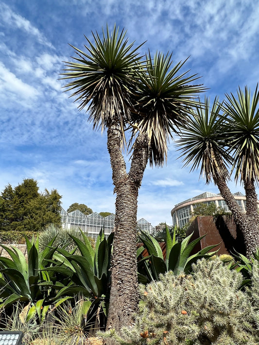 Spanish Dagger  5 Seeds  Yucca treculeana