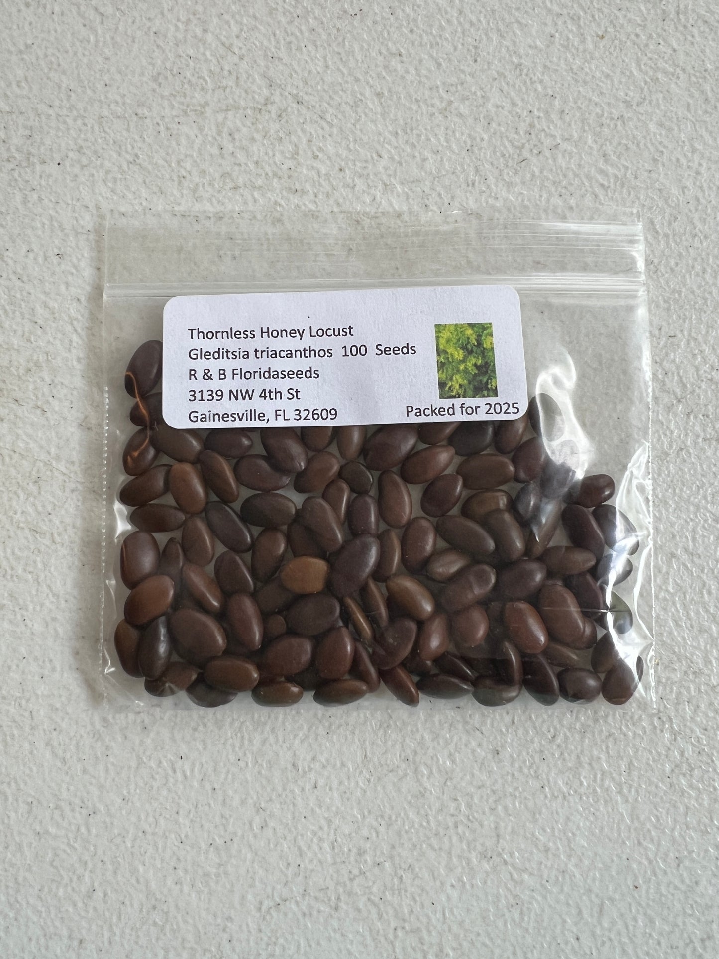 Thornless Honey Locust  100 Seeds  Gleditsia triacanthos