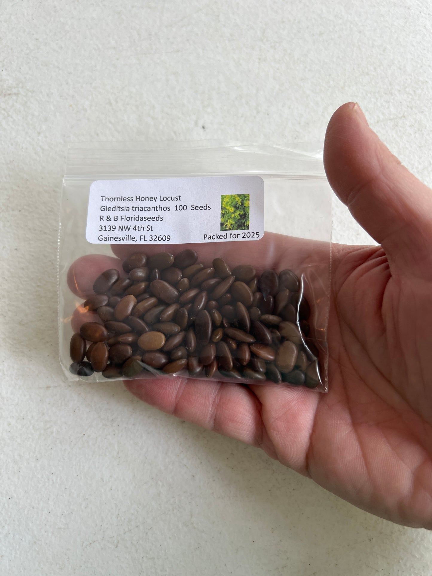 Thornless Honey Locust  100 Seeds  Gleditsia triacanthos