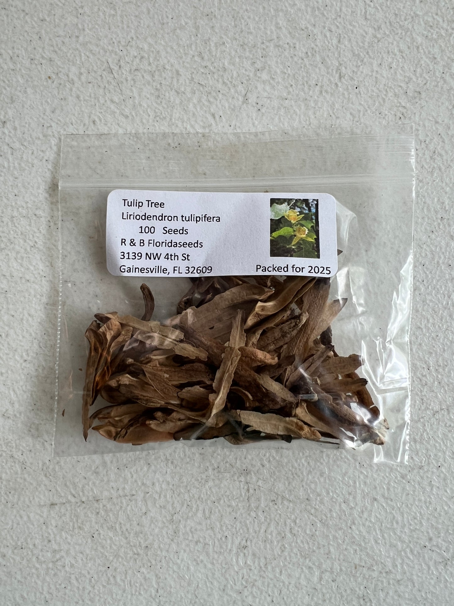 Tulip Tree 100 Seeds Liriodendron tulipifera